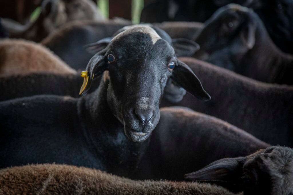 Establecimiento don joaquin